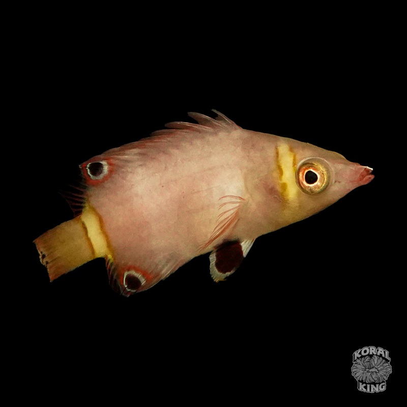 Yellow Banded Possum Wrasse