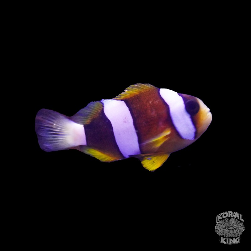 Clarkii Clownfish