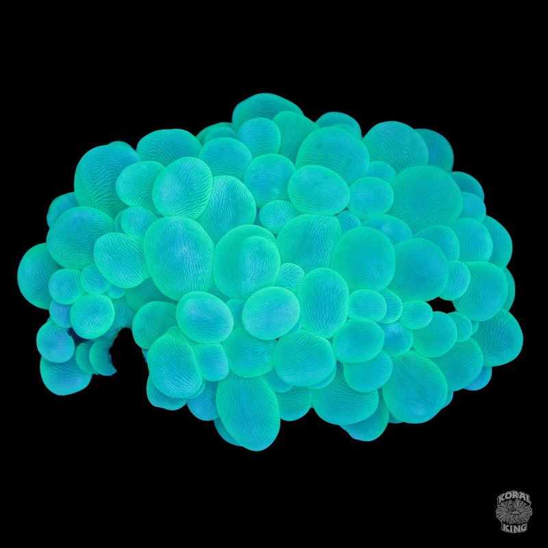 Green Bubble Coral