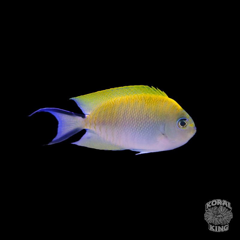 Japanese Swallowtail Angelfish