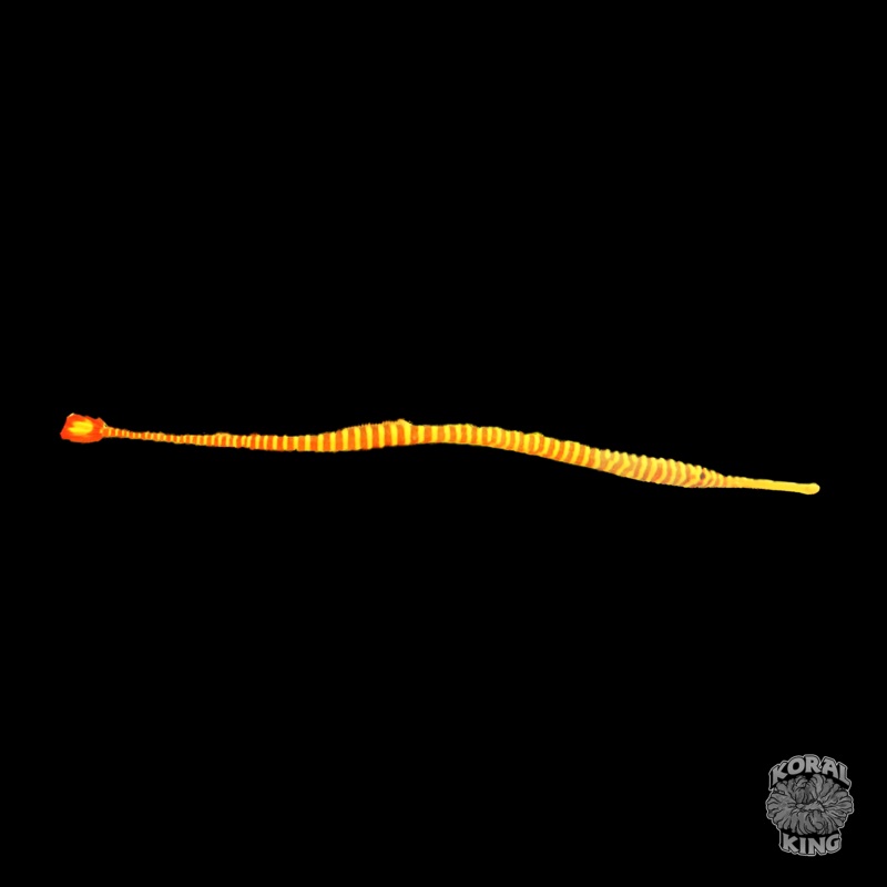 Multi-Banded Pipefish