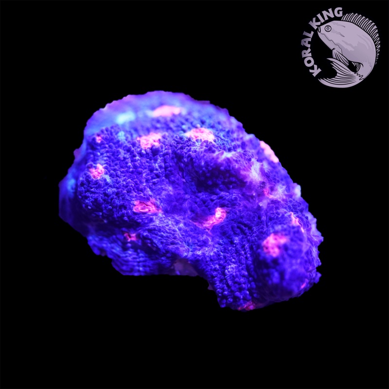 Mycedium Robokaki Chalice