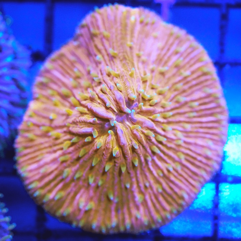 Ultra Orange Plate