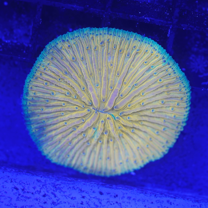 Yellow and Orange Plate