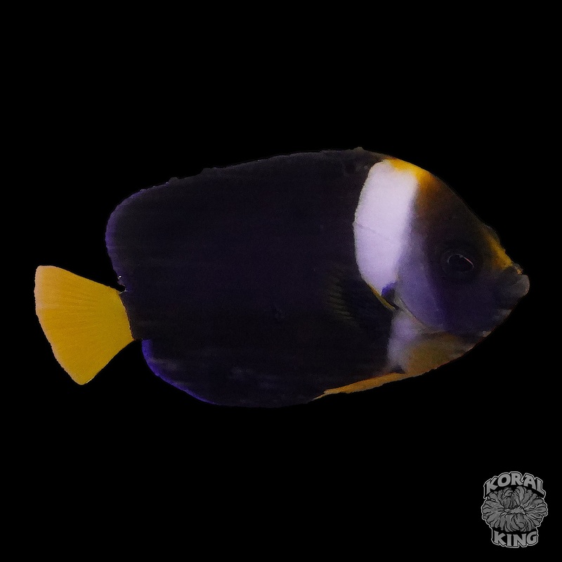 False Personifer Angelfish