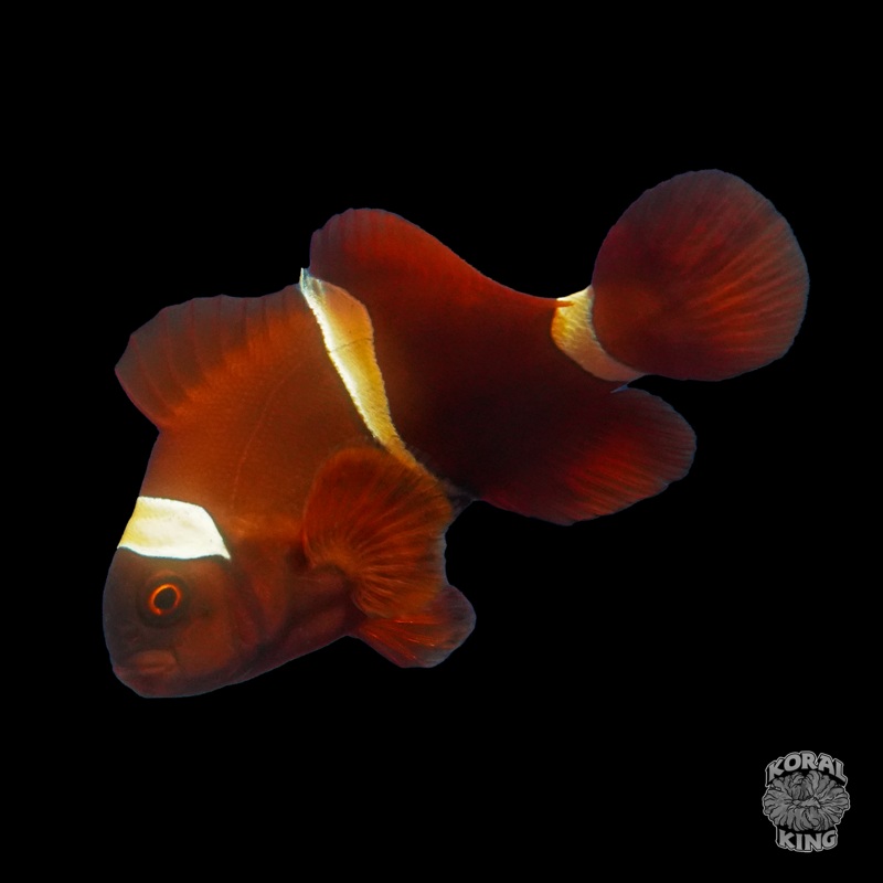 Gold Stripe Maroon Clownfish
