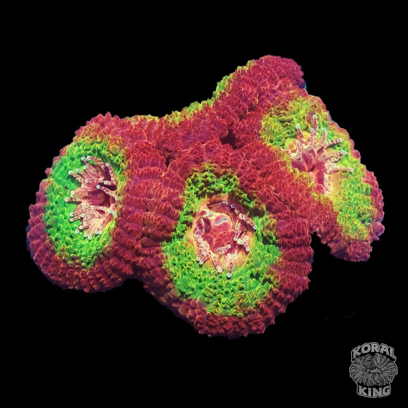OG Solar Flare Aussie Lord Frag