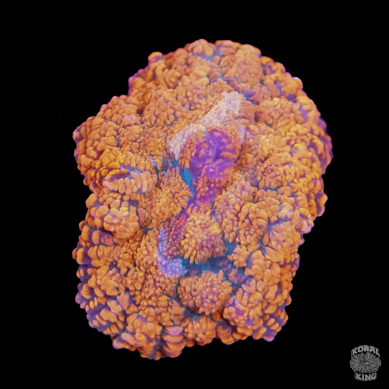 Orange Pore Mushroom