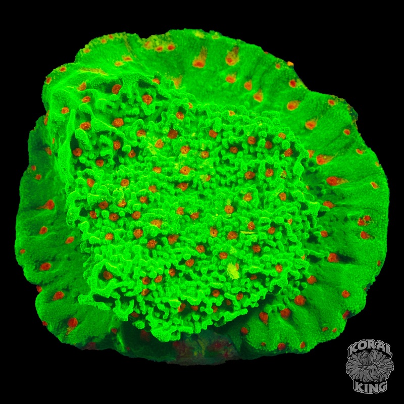 Seasons Greetings Montipora