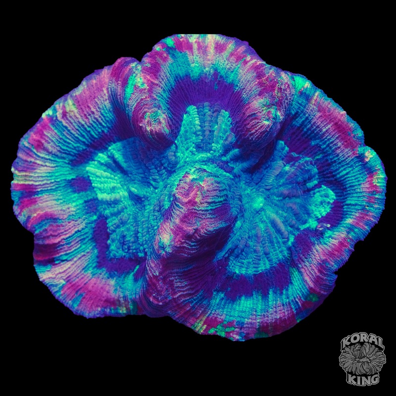 Starburst Trachy