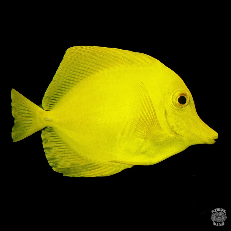 Yellow Tang (Captive Bred)