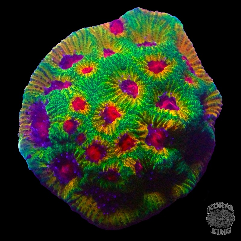 Fascination Favia Frag