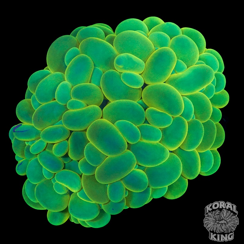 Green Bubble XL