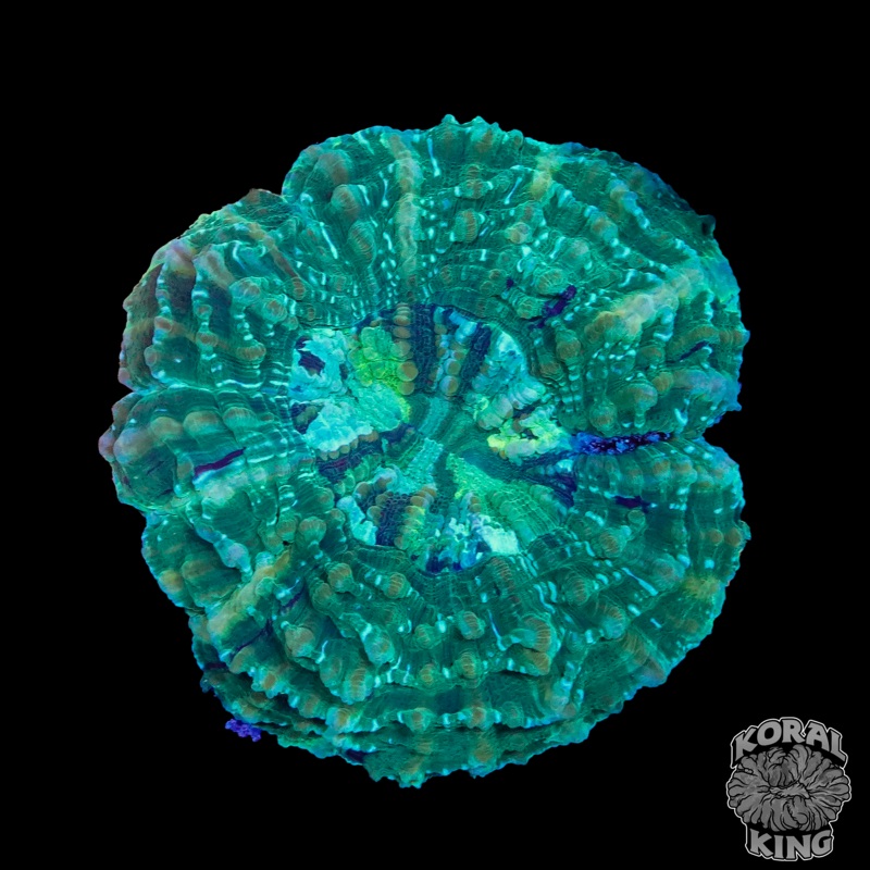 Neptune's Acantho