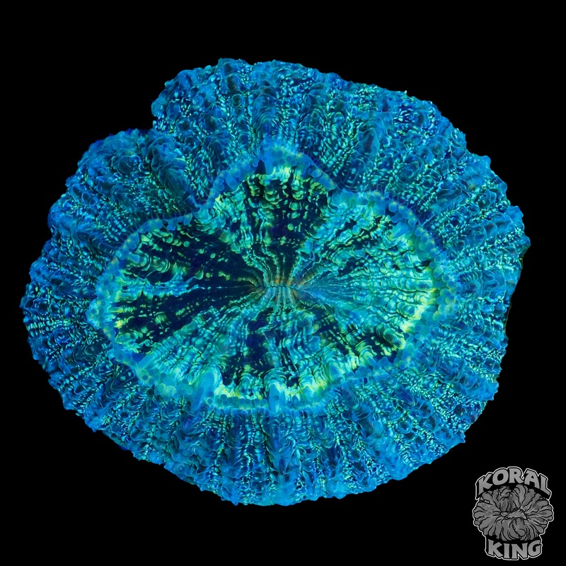 Neptune's Radiance Acantho