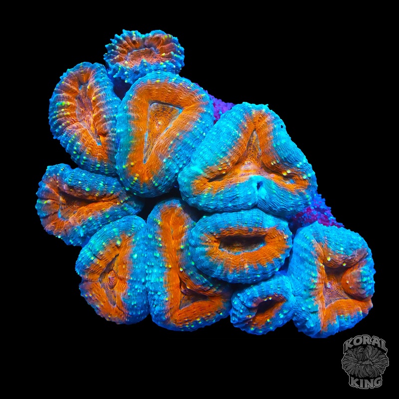 Oranch Branching Lobophyllia