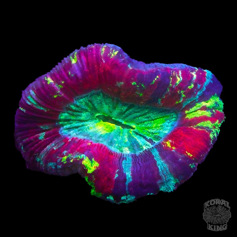 Rainbow Trachy