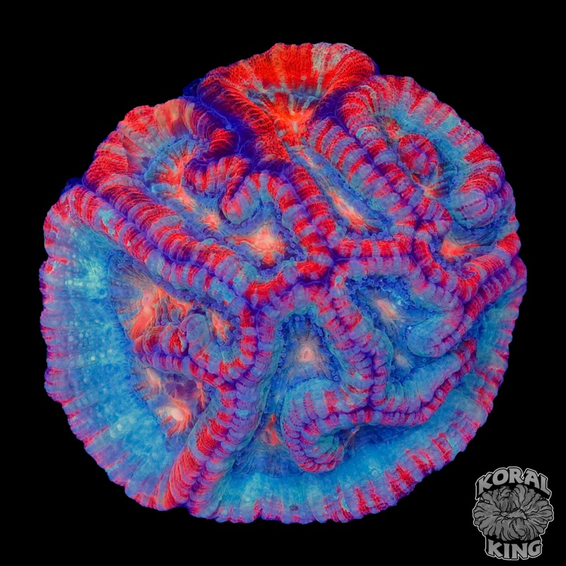 Rainbow Wilsoni