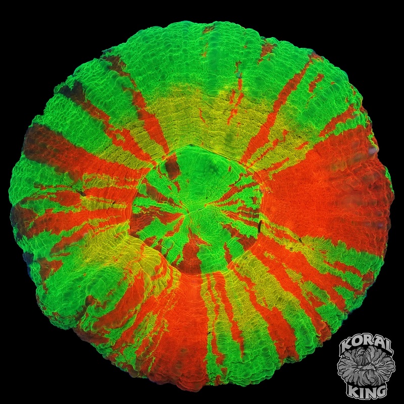 Solar Halo Scoly