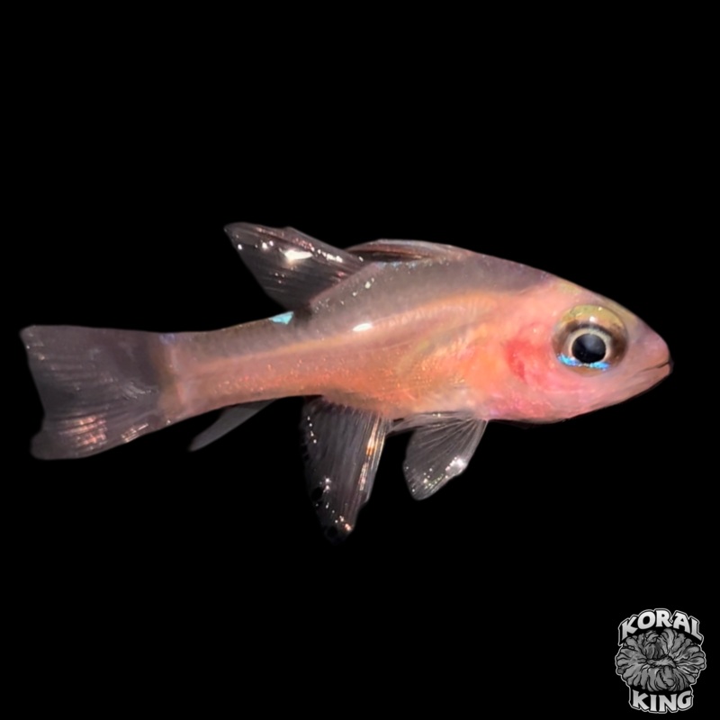Whitestar Cardinalfish (RARE!)