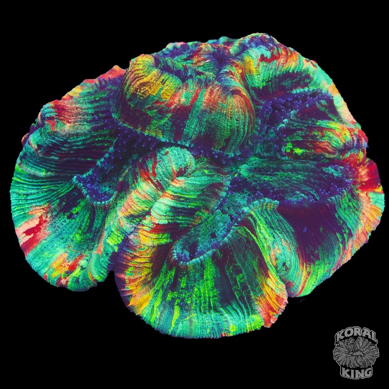 Crazy Rainbow Trachy XL