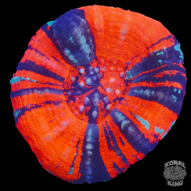 Neptune's Aurora Warpaint Scoly