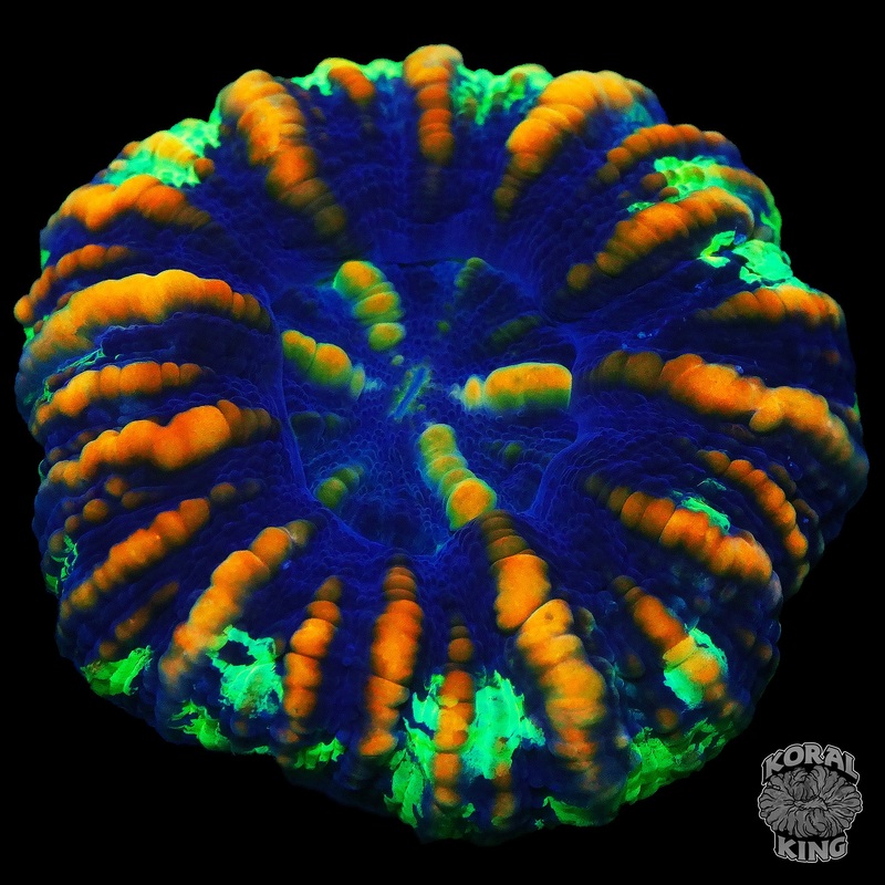 Orange Fingers Button Scoly