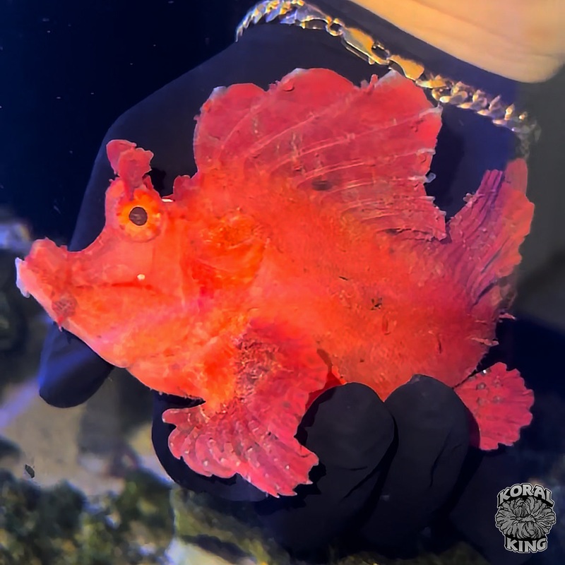Red Marlet Rhinopias