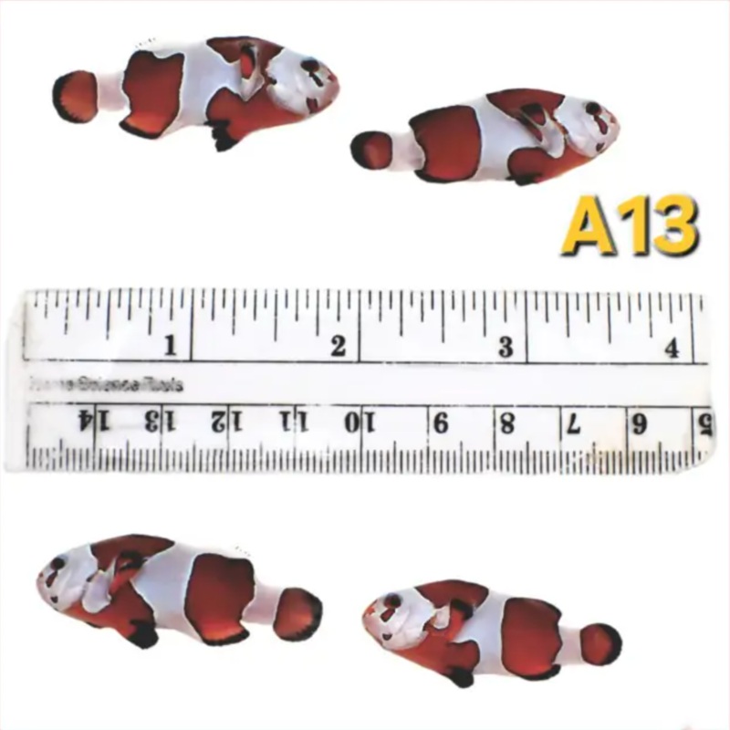 WYSIWYG A13 Facemask Ombre Ocell Pair