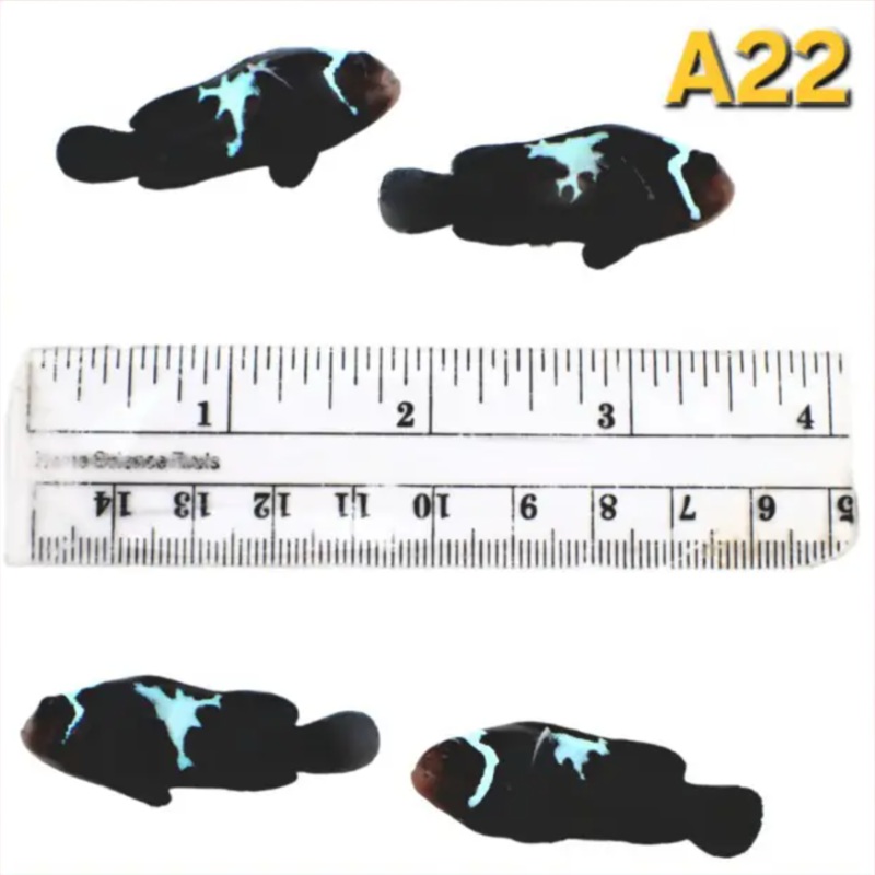 WYSIWYG A22 Lightning Midnight Pair