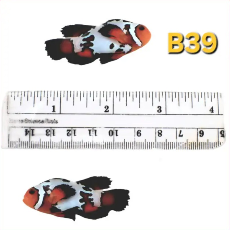 WYSIWYG B39 Longfin Rorschach Ext Black Ice