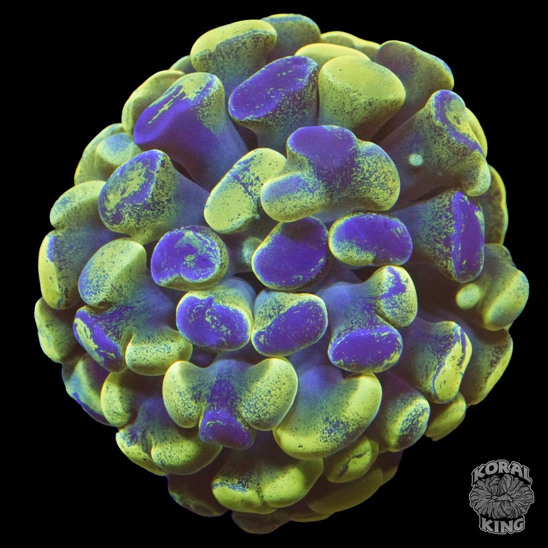Yellow Accent Neon Splatter Hammer Frag