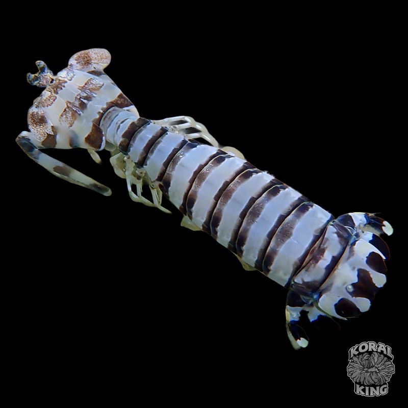 Zebra Mantis Shrimp