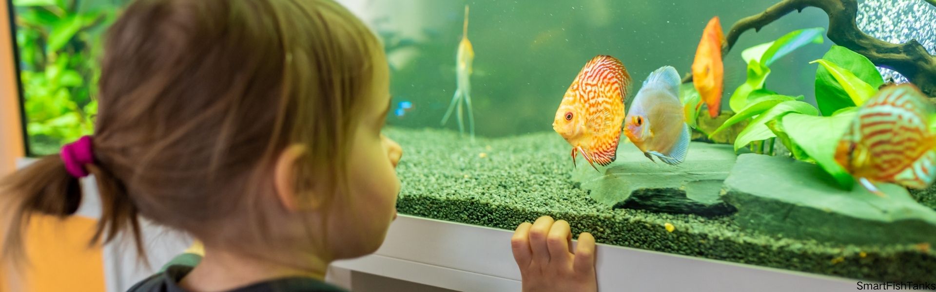 Smart Fish Tanks